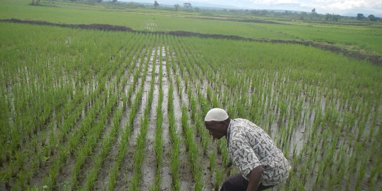 Training of Farmers in irrigated Agronomy, soil and land improvement