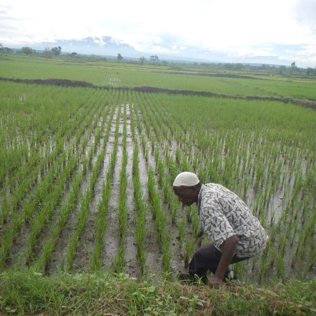 Training of Farmers in irrigated Agronomy, soil and land improvement